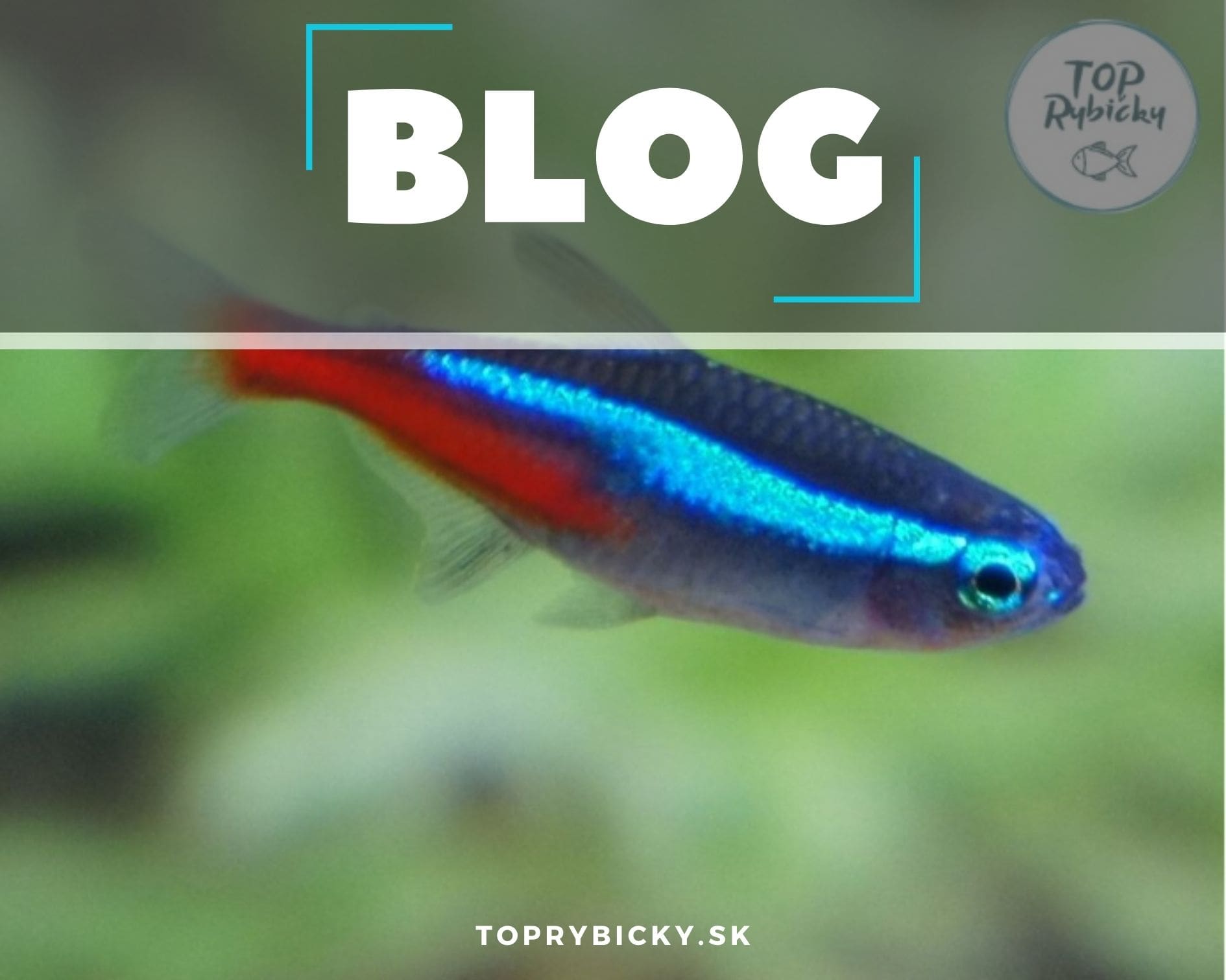 Tetra neonóvá (Paracheirodon innesi)