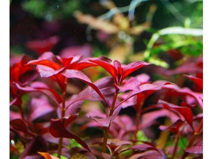 Ludwigia sp. mini super red