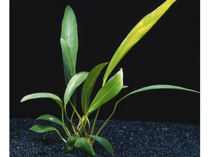 Anubias lanceolata