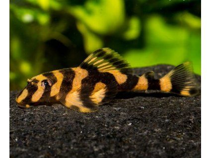 Zonancistrus brachyurus l168 - pleco butterfly