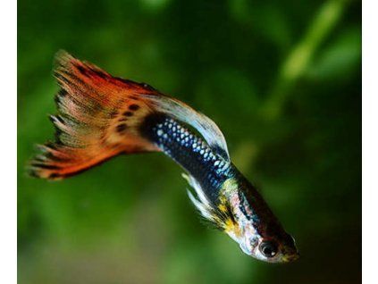 Poecilia reticulata fire