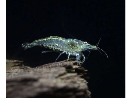 Neocaridina davidi - Wild Painted Tiger
