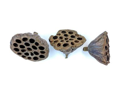 Large lotus flower