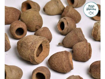 sapucaina pod