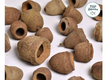 sapucaina pod