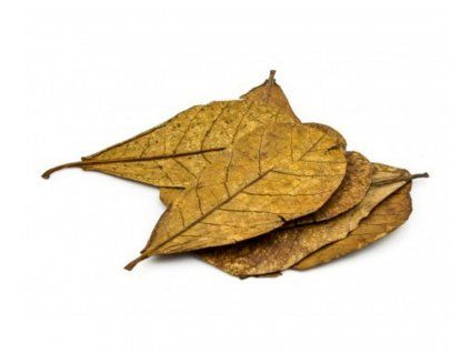 Mandľovník morský - listy 10 ks 20-30cm  (Catappa Indian Almond - leaves)
