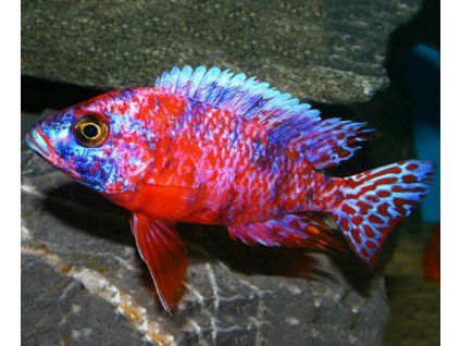 Aulonocara calico 3-4cm
