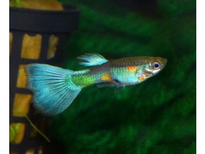 Poecilia reticulata multicolor