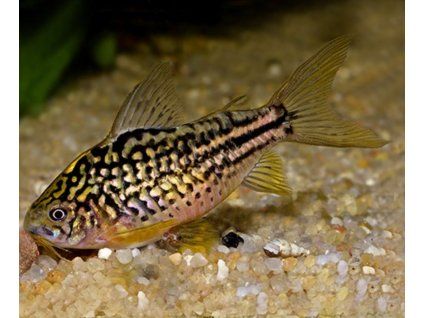 Corydoras napoensis - Pancierníček napoensis
