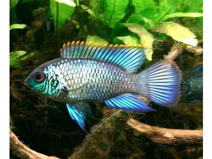 Andinoacara pulcher neon blue - Akara Electric Blue XL