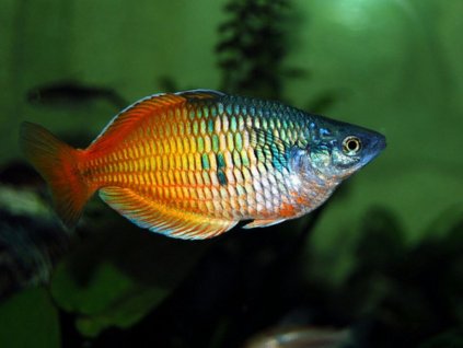 Melanotaenia boesemani Aterínka boesmanova