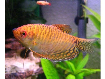 Trichopodus trichopterus sumatranus gold Gurama zlatá