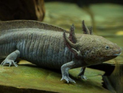 (Mimozenštan v akváriu) axolotl mexický - green (M)
