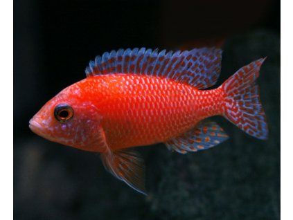 firefish