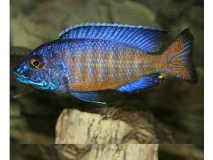 aulonocara stuartgranti