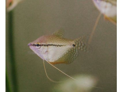 Trichopodus leerii - Gurama perleťová