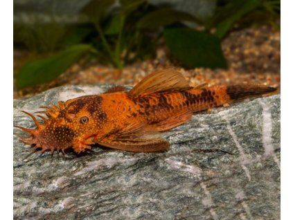 ancistrus sp. brown lda16