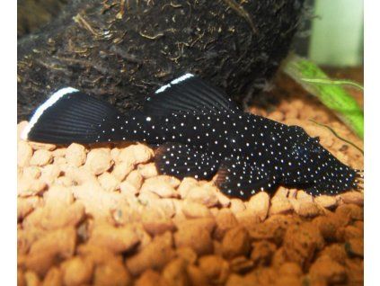 ancistrus sp. L213
