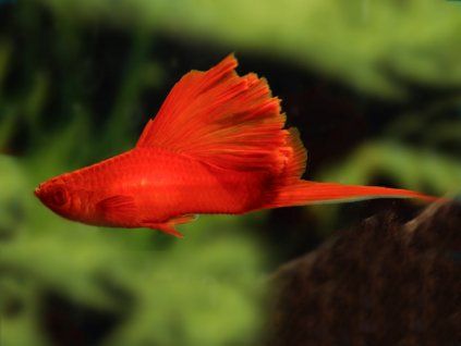 xiphophorus helleri wien simson