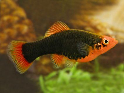 xiphophorus maculatus red parrot