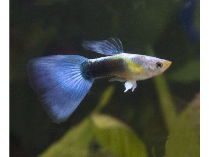 poecilia reticulata blue tuxedo