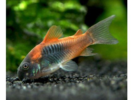 corydoras orange venezuela