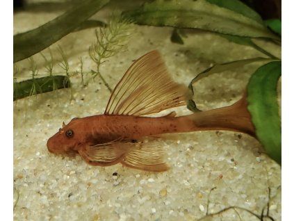 Ancistrus sp. brown lda16 long fin