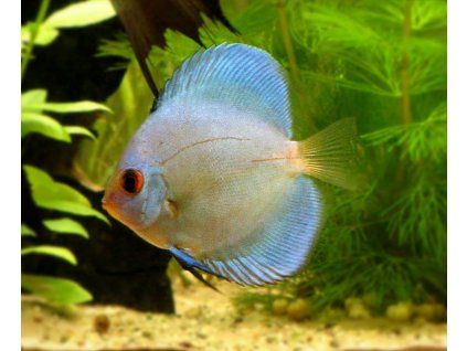 discus blue diamond