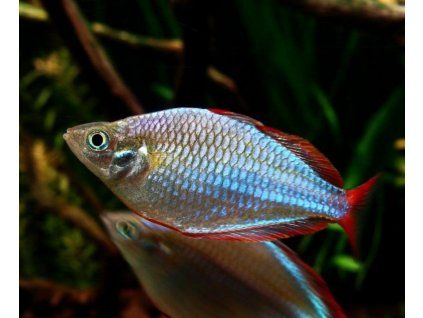 Aterínka diamantová Melanotaenia praecox