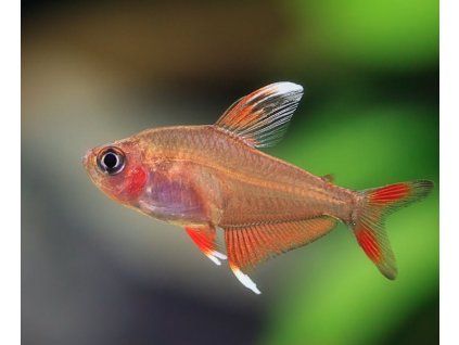tetra ozdobná