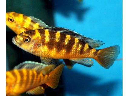 pseudotropheus crabro nakantenga