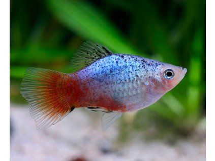 xiphophorus maculatus sunset malibu