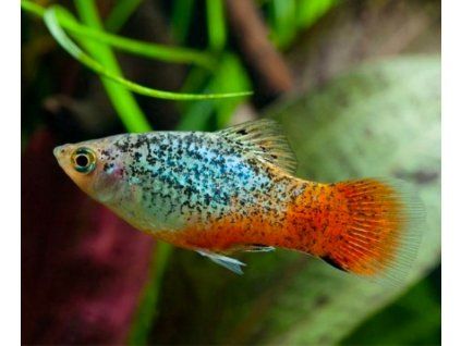 xiphophorus maculatus salt and pepper