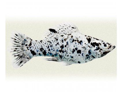 Poecilia sphenops molly calico