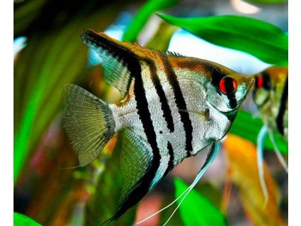 pterophyllum scalare zebra