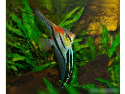 pterophyllum scalare rio manacapura