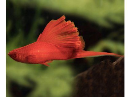 xiphophorus fish Broccoli