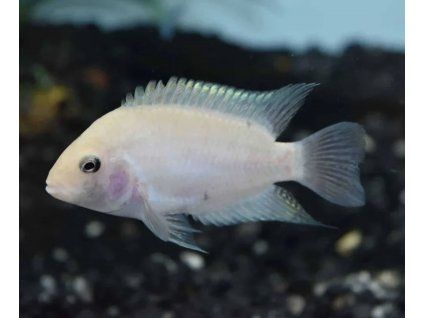 cichlasoma nigrofasciatum albino