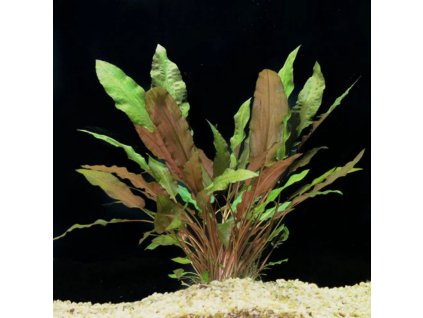 cryptocoryne wendtii mi oya