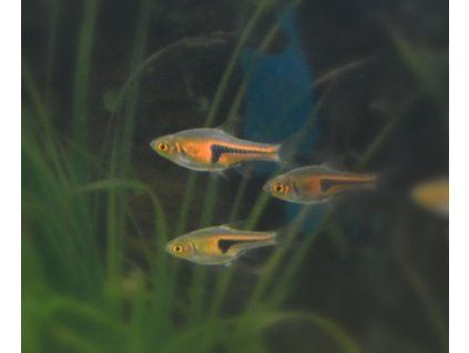 Rasbora espei