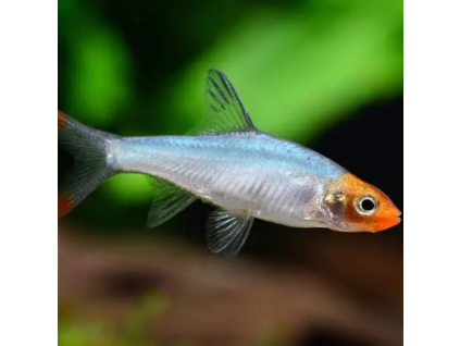 Razbora Sawbwa Rasbora sawbwa