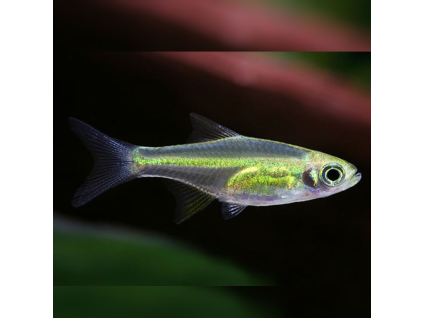 Razbora ranongská Microdevario kubotai