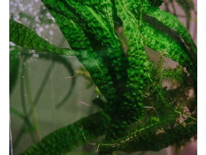 Cryptocoryne aponogetifolia