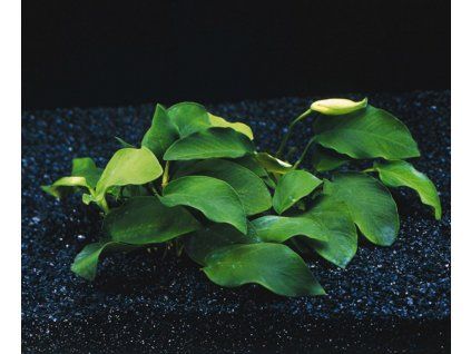 Anubias barteri nana