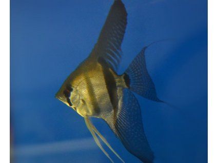 Pterophyllum scalare (Skalár) Belem
