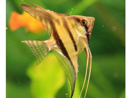 Pterophyllum scalare (Skalár) Pruhovaný