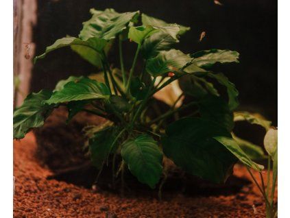 Anubias barteri