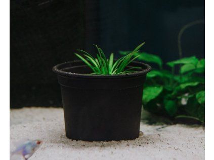 Sagittaria subulata