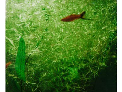 Najas guadalupensis (10 veľkých odrezkov) 