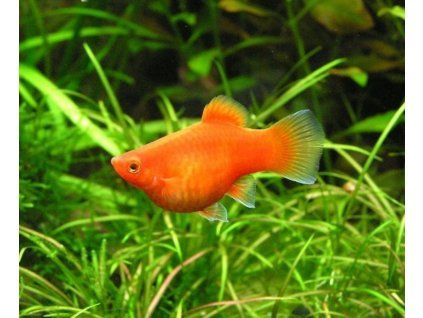 Xiphophorus maculatus (plata škvrnitá)
